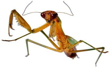 昆虫记心得体会模板5篇