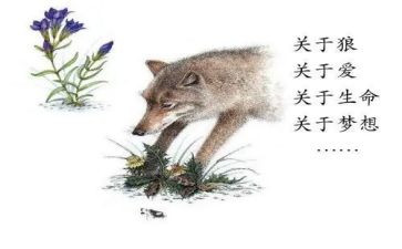 读了狼王梦的心得体会模板5篇