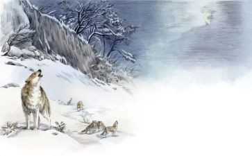 狼王梦读后感200字8篇