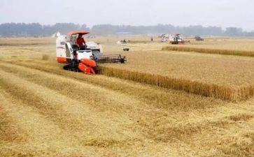 2023年粮食安全心得体会8篇