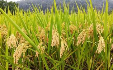 关与节约粮食的演讲稿800字7篇
