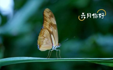 小班六月工作计划计划8篇