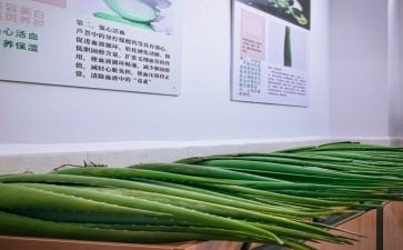 芦荟的作文通用5篇