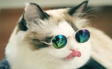 猫听课心得体会优质8篇