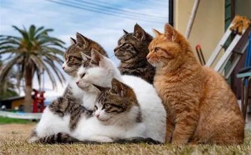 熊猫250作文优秀5篇