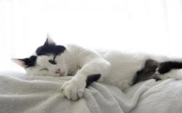 绘画猫教案优质7篇