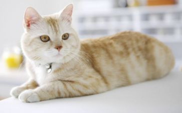 叫我们的猫的读后感模板7篇
