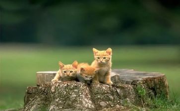 猫教学心得体会参考7篇