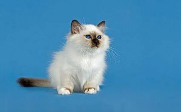 小猫钓鱼的作文7篇