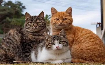 猫武士写读后感作文5篇