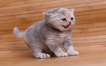 熊猫250作文优质6篇