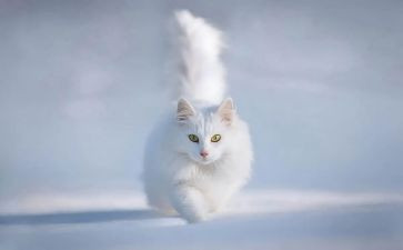 猫的读后感500字作文精选6篇