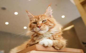 关于猫的书的读后感模板7篇