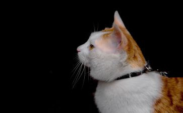 朝花夕拾兔和猫心得体会50参考6篇