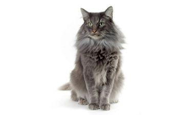 摘花的猫的读读后感通用6篇