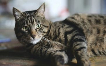 大班语言活动野猫的城市教案7篇
