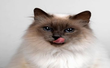 猫听课心得体会8篇