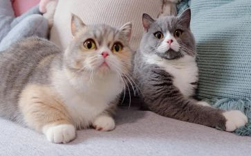 读老鼠和猫的读后感优质6篇