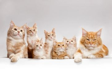 猫听课心得体会推荐7篇