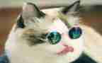 猫听课心得体会优质8篇