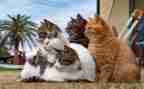 熊猫250作文优秀5篇