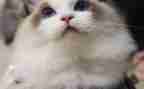 读了狗猫鼠的心得体会7篇