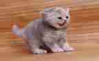 ?w狗,猫,鼠读后感模板5篇