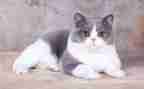 小班语言猫和鸟教案通用6篇