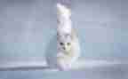 猫的读后感500字作文精选6篇