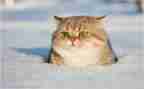 熊猫的作文关于熊猫的作文8篇
