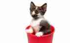 猫听课心得体会精选7篇
