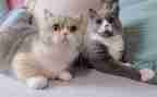 怕老鼠的猫读后感最新6篇