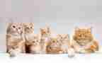 猫听课心得体会推荐7篇
