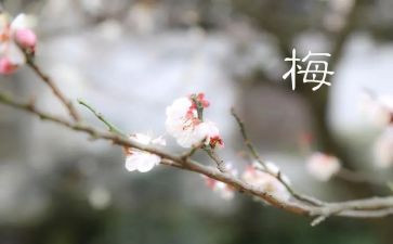 张桂梅事迹演讲稿5篇