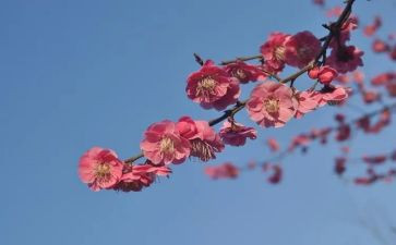 张桂梅先进事迹的心得5篇