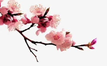 我梅花作文300字7篇