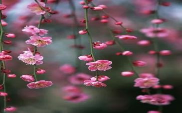 梅花的作文7篇
