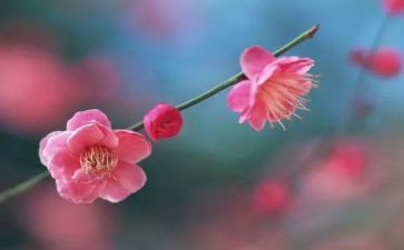 幼儿园腊梅花教案6篇