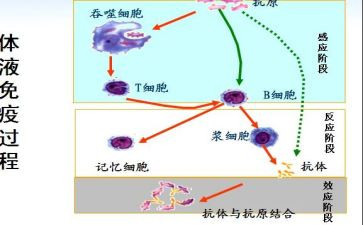 18计划免疫工作计划模板7篇