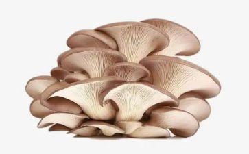 画蘑菇教案6篇