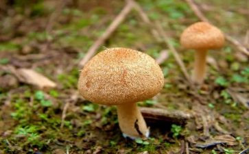 画蘑菇教案精选6篇