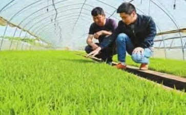 2024年基层农技培训总结5篇