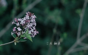 三月份幼儿园工作计划6篇