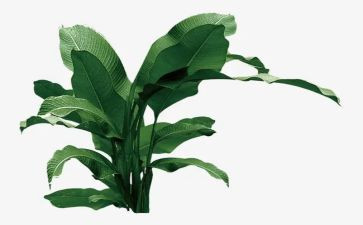 公司植树节活动方案6篇