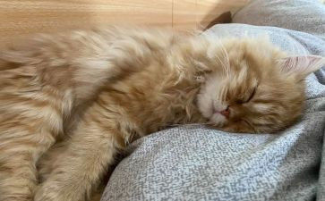 音乐小猪爱睡觉教案6篇