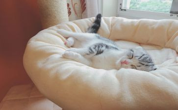 小班小猪睡觉教案7篇