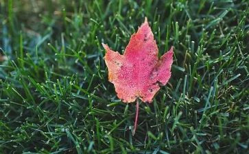 2022年六一儿童节主持词5篇