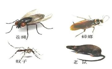 防四害工作计划最新8篇