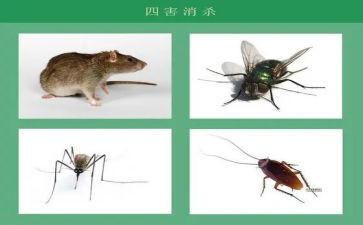 防四害工作计划6篇