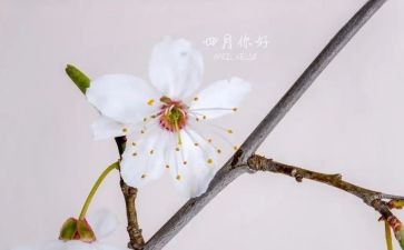 四月幼儿教师的工作总结5篇